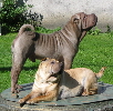 Shar-pei