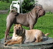 Shar-pei