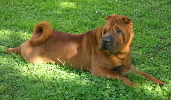 Shar-pei