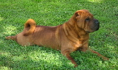 Shar-pei