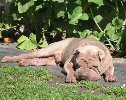 Shar-pei