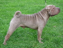 Shar-pei