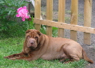 Shar-pei