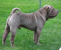 Shar-pei