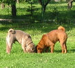 Shar-pei