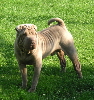 Shar-pei