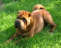 Shar-pei