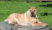 Shar-pei