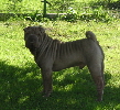 Shar-pei