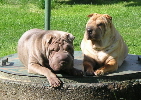 Shar-pei