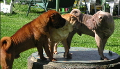 Shar-pei