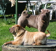 Shar-pei