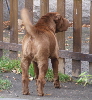 Shar-pei