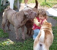 Shar-pei