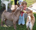 Shar-pei