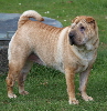 Shar-pei