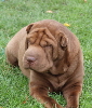 Shar-pei