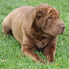 Shar-pei