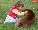 Shar-pei