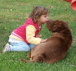 Shar-pei