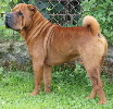 Shar-pei