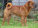 Shar-pei