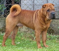 Shar-pei