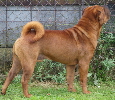 Shar-pei