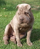 Shar-pei