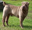 Shar-pei