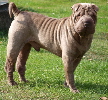 Shar-pei