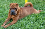 Shar-pei