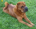 Shar-pei