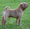 Shar-pei