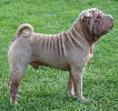 Shar-pei