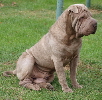 Shar-pei