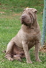 Shar-pei