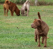 Shar-pei