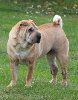 Shar-pei