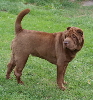 Shar-pei