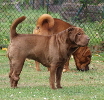 Shar-pei
