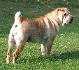 Shar-pei