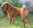 Shar-pei