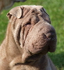 Shar-pei