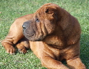 Shar-pei