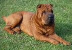 Shar-pei