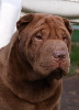 Shar-pei