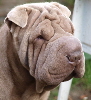 Shar-pei