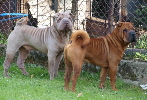 Shar-pei