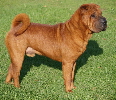 Shar-pei